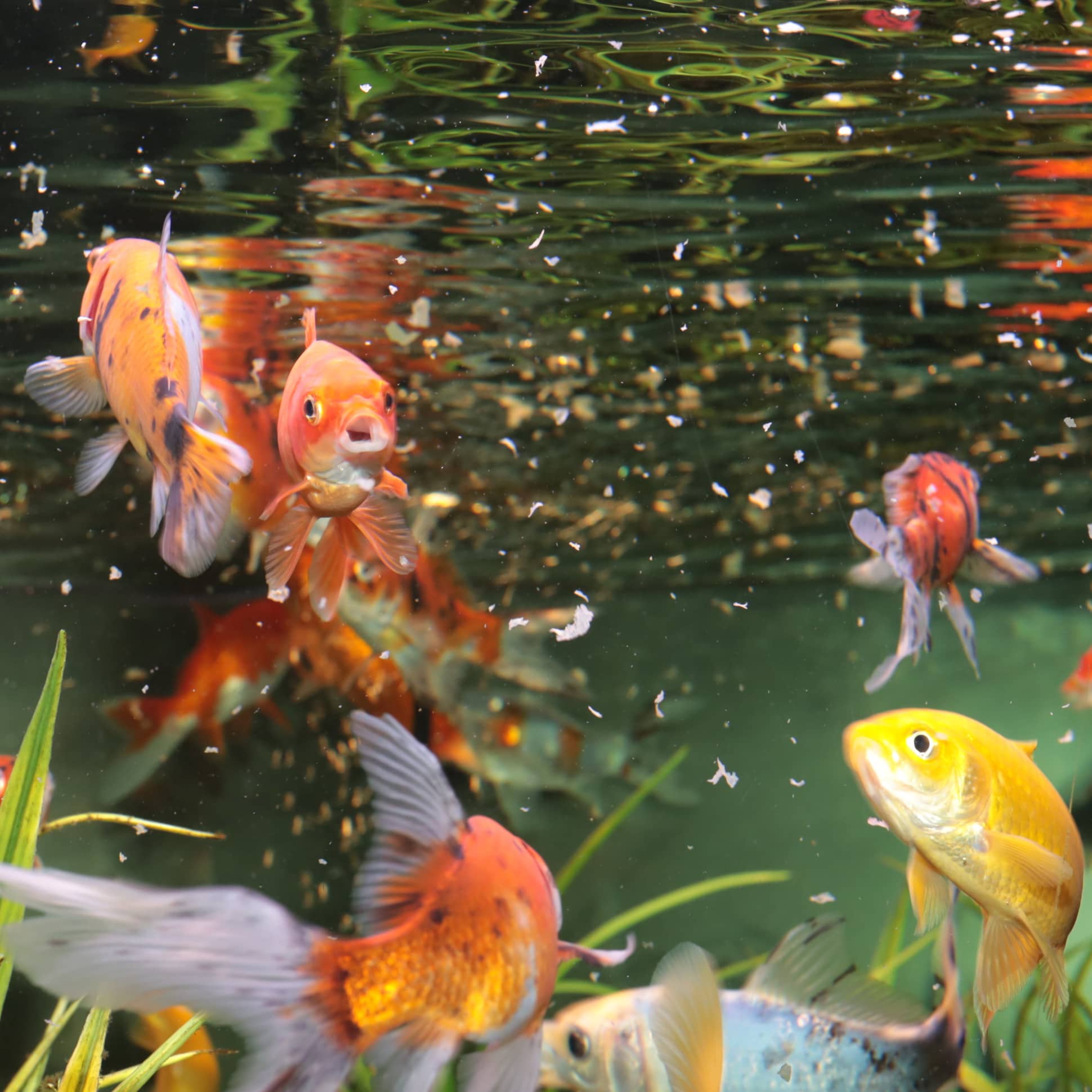 JBL Pronovo Red Flackes